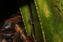 Guibemantis