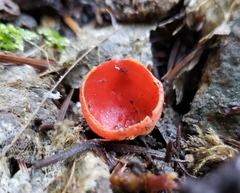Sarcoscypha coccinea