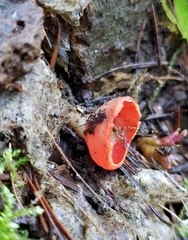 Sarcoscypha coccinea