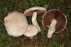 Agaricus braendlei