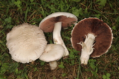 Agaricus braendlei