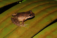 Mantidactylus curtus