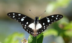 Graphium leonidas