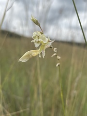 Gladiolus permeabilis edulis