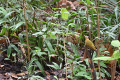 Picus vittatus