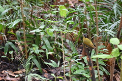 Picus vittatus