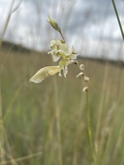 Gladiolus permeabilis edulis