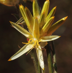 Ptilotus gaudichaudii