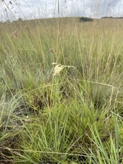 Gladiolus permeabilis edulis