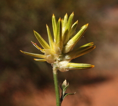 Ptilotus gaudichaudii