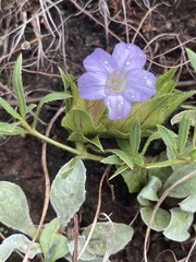Barleria macrostegia