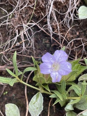 Barleria macrostegia