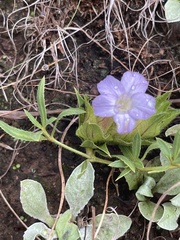 Barleria macrostegia