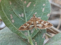 Sameodes cancellalis