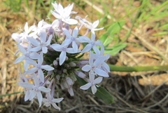 Pentanisia prunelloides