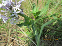 Pentanisia prunelloides