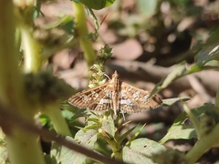 Sameodes cancellalis