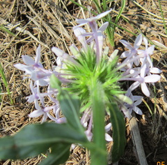 Pentanisia prunelloides