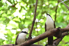 Garrulax leucolophus