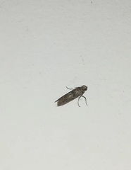 Pyralidae
