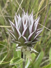 Macledium zeyheri