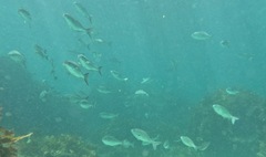 Kyphosus cornelii