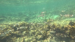 Kyphosus cornelii