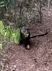 Cercopithecus mitis albogularis