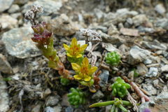 Sedum alpestre