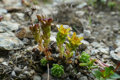 Sedum alpestre