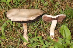 Agaricus braendlei