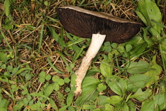 Agaricus braendlei