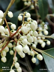 Elaeocarpus mastersii