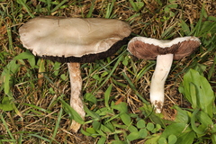 Agaricus braendlei