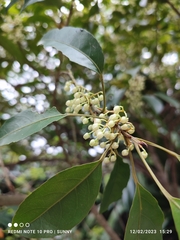 Elaeocarpus mastersii