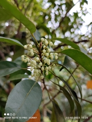 Elaeocarpus mastersii