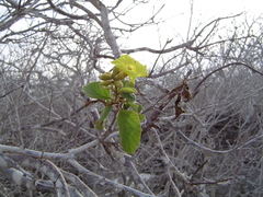 Cordia lutea