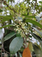 Elaeocarpus mastersii