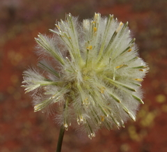 Ptilotus xerophilus