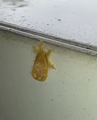 Orvasca subnotata
