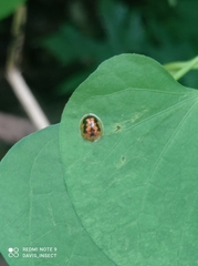 Cassida timorensis