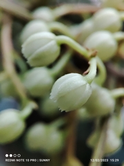 Elaeocarpus mastersii