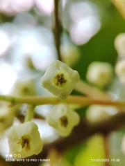 Elaeocarpus mastersii