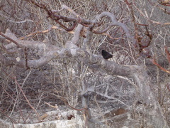 Geospiza acutirostris