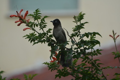 Pycnonotus xanthopygos