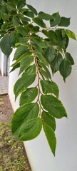 Celtis sinensis