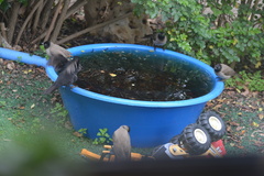 Pycnonotus xanthopygos