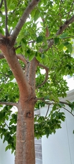 Celtis sinensis