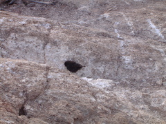 Geospiza acutirostris