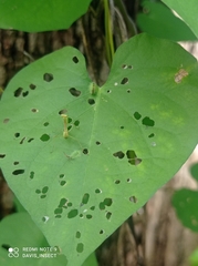 Cassida timorensis